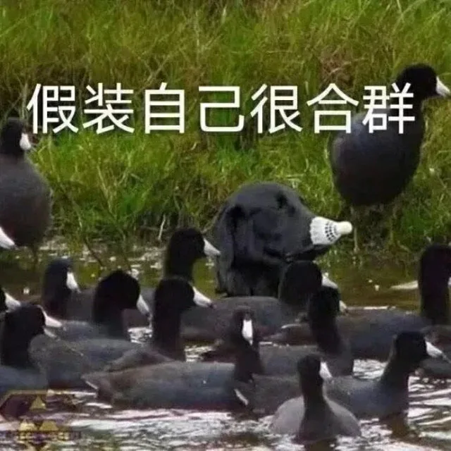 假装自己很合群（假装自己很合群）
