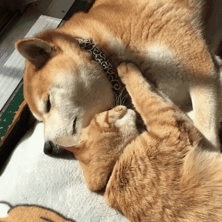 狗子亲亲猫咪