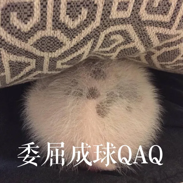 委屈成球 QAQ（委屈成球 QAQ）