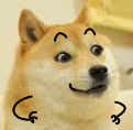 一组柴犬动态表情包_gif表情包