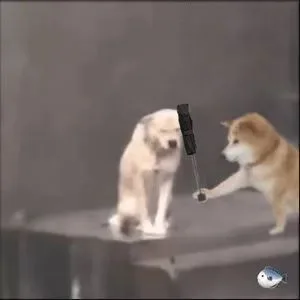 修勾撑伞表情包