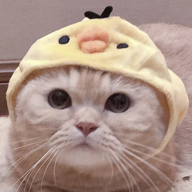 猫咪头像