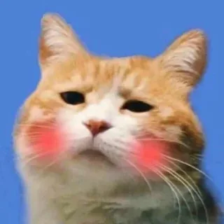 汪星人喵星人情侣头像，换不换？_情侣头像_情头_萌萌哒表情包