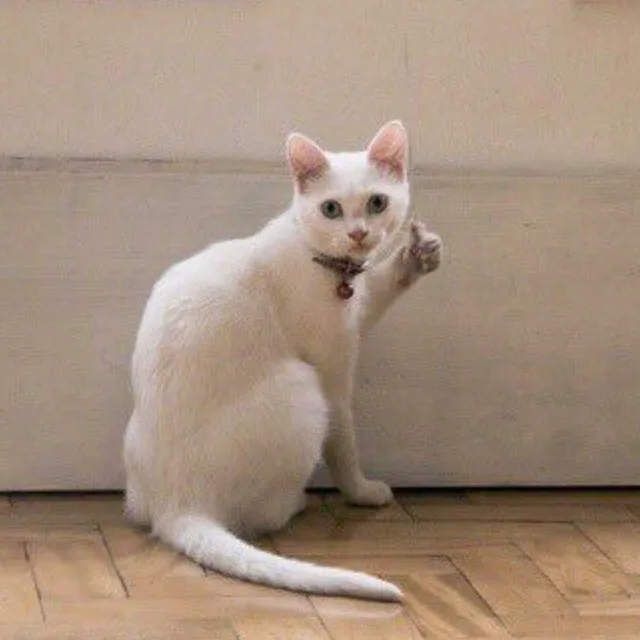 白猫猫为你竖起大拇指（白猫猫为你竖起大拇指）