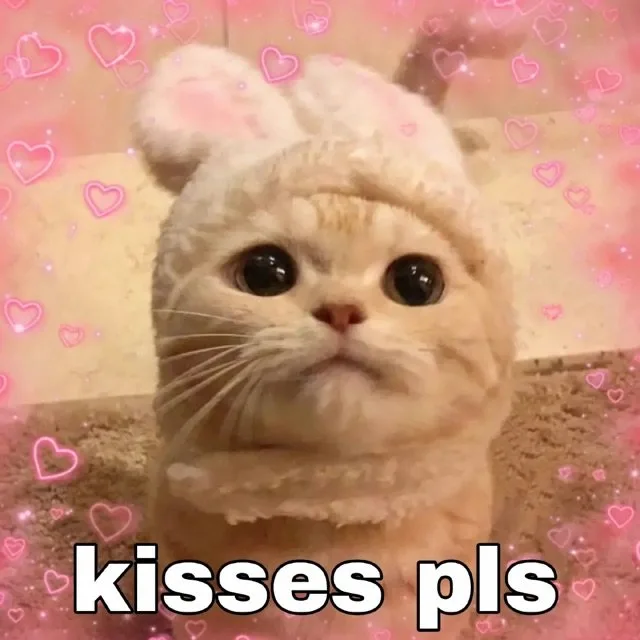 kisses pls(亲亲我 猫猫表情包)（kisses pls(亲亲我 猫猫表情包)）