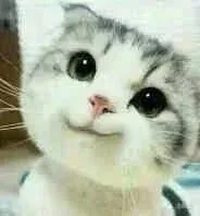 这只小猫咪歪头杀表情萌死我了 _猫咪_歪头杀_喵星人_萌萌哒表情包