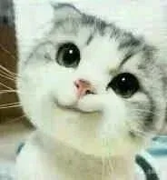 这只小猫咪歪头杀表情萌死我了 _猫咪_歪头杀_喵星人_萌萌哒表情包