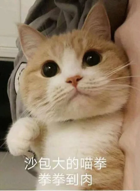 沙包大的喵拳拳拳到肉（沙包大的喵拳拳拳到肉）