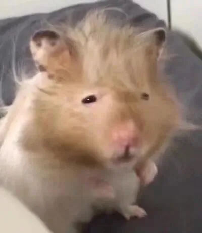 （仓鼠）