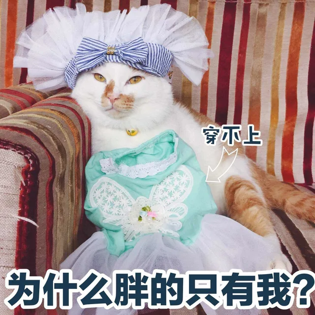 穿不上为什么胖的只有我?（穿不上为什么胖的只有我?）