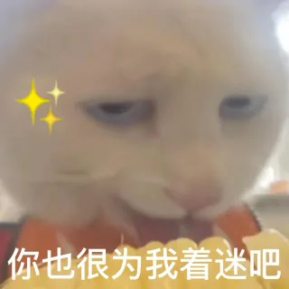 奇怪的猫猫表情包增加了表情包