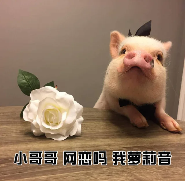 小哥哥网恋吗我萝莉音（小哥哥网恋吗我萝莉音）