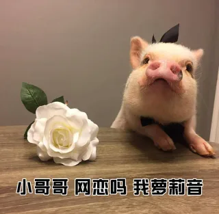 教小姐姐们如何搭讪小哥哥_猪猪_撩妹撩汉表情包