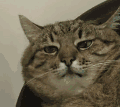 猫猫动图表情包（猫猫动图表情包）
