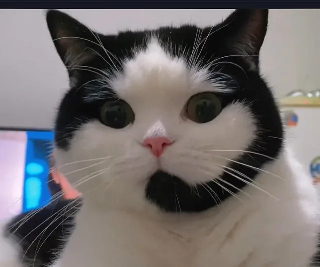 客服猫猫表情包（客服猫猫表情包）