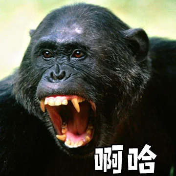 啊哈（大猩猩）（啊哈（大猩猩））