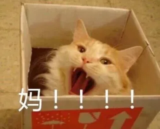 妈！！！（喵星人）