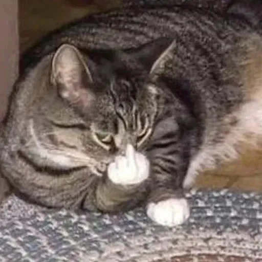 (猫猫竖中指表情包)（(猫猫竖中指表情包)）