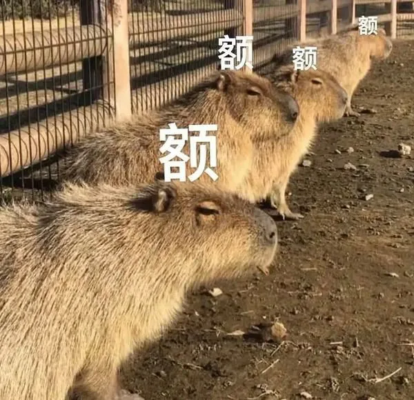 额额额额（额额额额）
