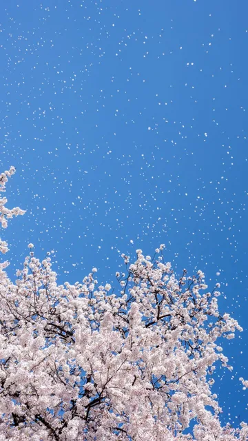 星空樱花手机壁纸（星空樱花手机壁纸）