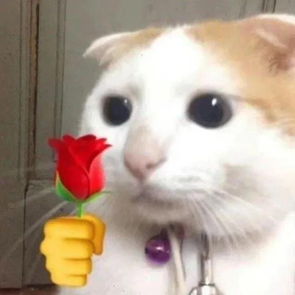猫猫猫咪举花
