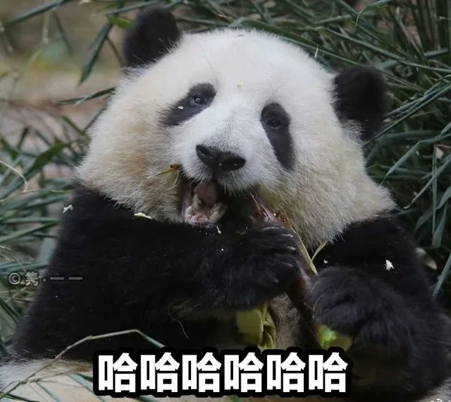 哈哈哈哈哈哈（哈哈哈哈哈哈）