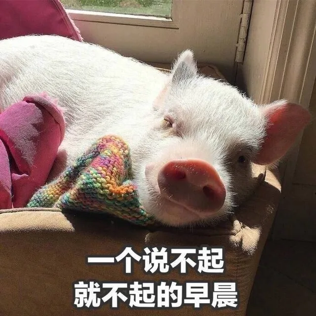 春节在家的全部意义！_猪猪