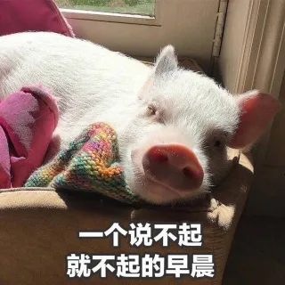 春节在家的全部意义！_猪猪表情包