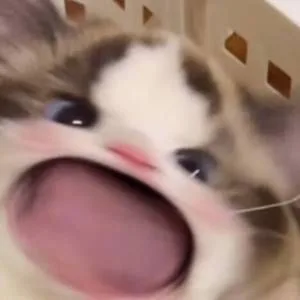(猫猫表情包)（(猫猫表情包)）