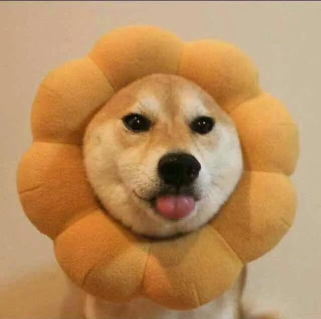doge 情侣头像