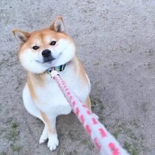 柴犬情侣头像_柴犬_情头_情侣头像表情包