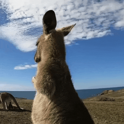 小袋鼠仰头 GIF 动图表情包（小袋鼠仰头 GIF 动图表情包）