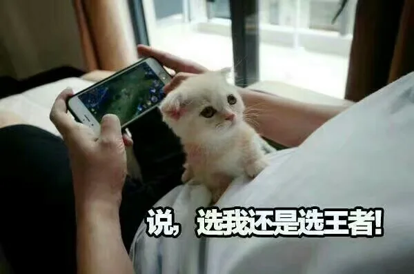 说，选我还是选王者！