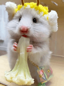 仓鼠吃花菜动图表情包（仓鼠吃花菜动图表情包）