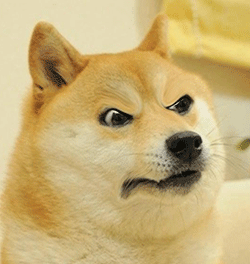 神烦柴犬严肃（神烦柴犬严肃）