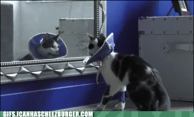 猫咪受惊吓