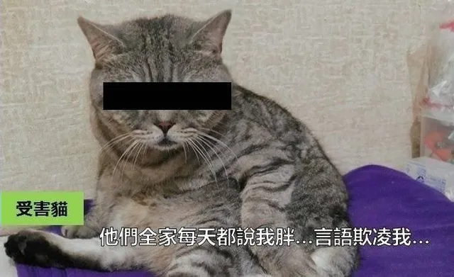 受害猫表情包：如果猫会说话
