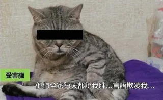 受害猫表情包：如果猫会说话表情包