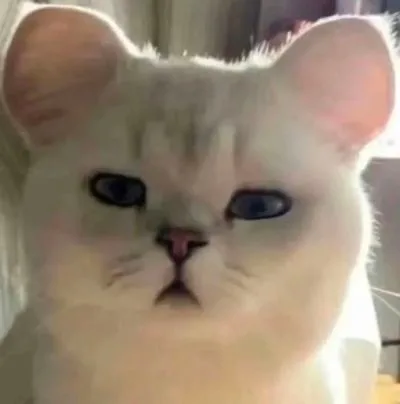 (猫猫表情包)（(猫猫表情包)）