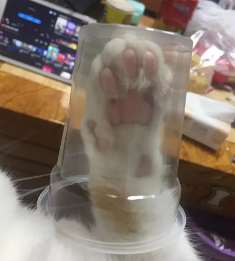 猫爪+玻璃杯=星巴克网红猫爪杯