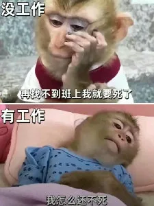 没工作再找不到班上我就要死了有工作我怎么还不死(吗喽表情包)（没工作再找不到班上我就要死了有工作我怎么还不死(吗喽表情包)）