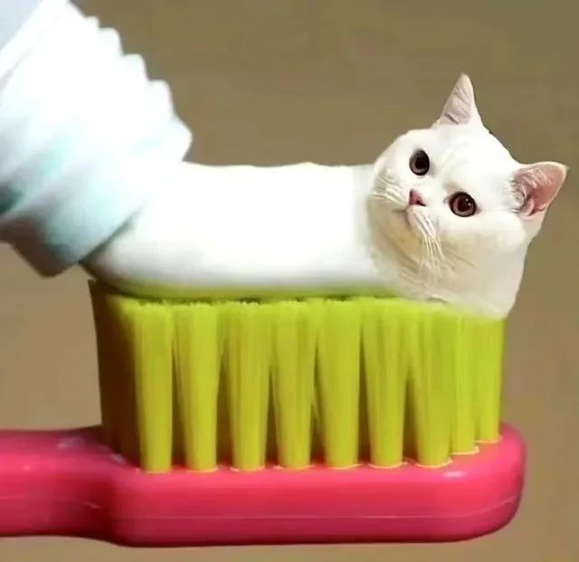 猫咪牙膏表情包（猫咪牙膏表情包）