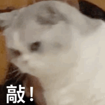 敲！（敲！）