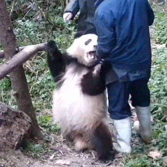 大熊猫