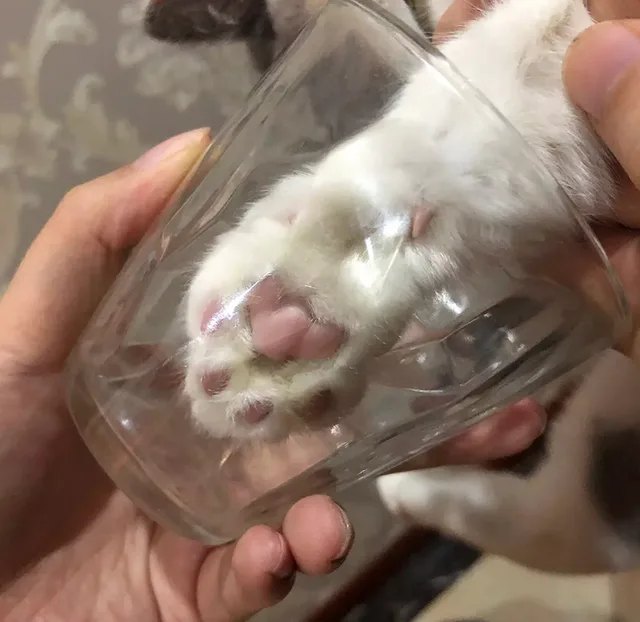 猫爪+玻璃杯=星巴克网红猫爪杯