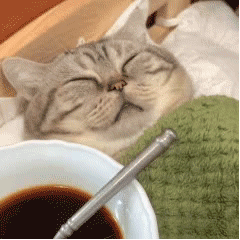 喂猫猫喝药动图表情包（喂猫猫喝药动图表情包）