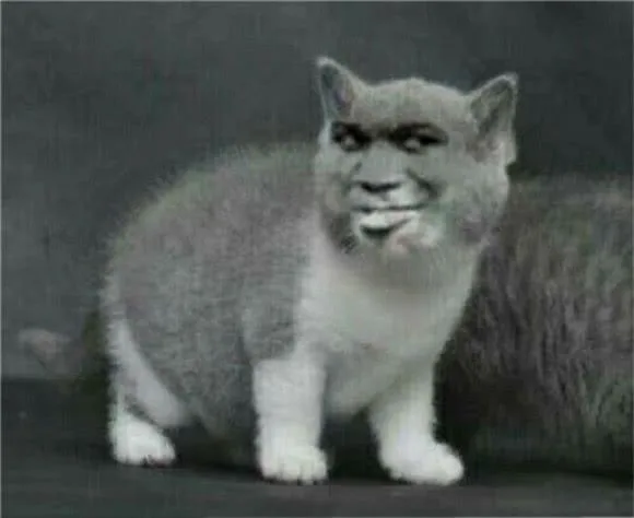 变脸猫的注视（变脸猫的注视）