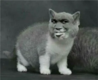 变脸猫的注视