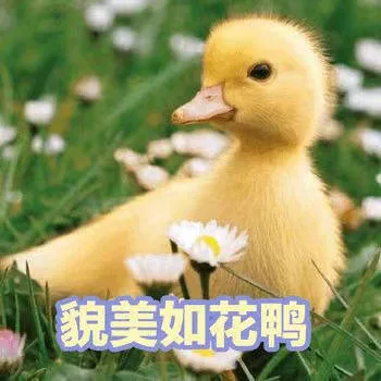 貌美如花鸭（貌美如花鸭）
