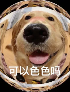 可以色色吗？请求色色狗狗表情包